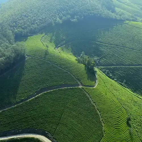 Munnar Tea Plantations